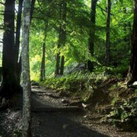 Great Smoky Mountains